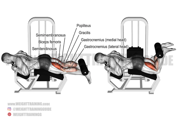 Hamstring Curl - gập gối