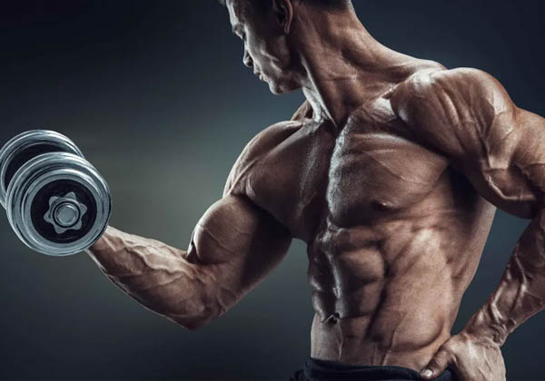Các dấu hiệu và lợi ích khi phát triển biceps Các dấu hiệu và lợi ích khi phát triển biceps
