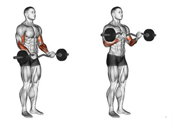 Barbell Bicep Curl (cuốn tạ đòn) Barbell Bicep Curl (cuốn tạ đòn)